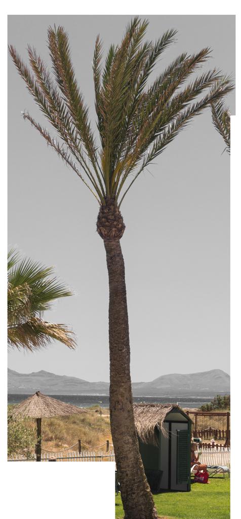 Preview of palm tree 01