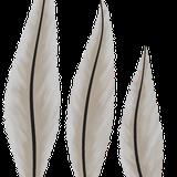 animals_bird_feathers_collection_02