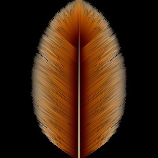 animals_feathers_brown-color-m.jpg