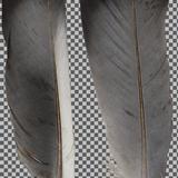 animals_feathers_pidgin