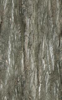 bark_01-color-m.jpg