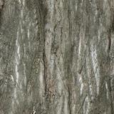 bark_01