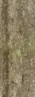 bark_03-color-m.jpg