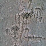 bark_04