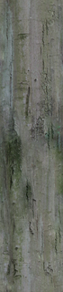 bark_long_01-color-m.jpg