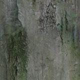 bark_long_01