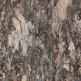 bark_long_02