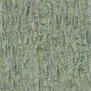 bark_mossy_01-color-m.jpg