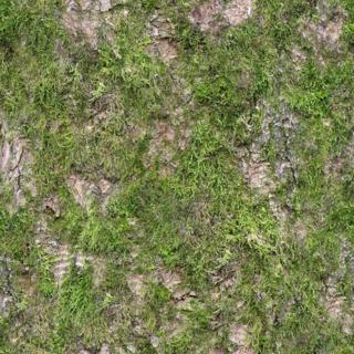 bark_mossy_02-color-m.jpg