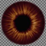 eye_iris_brown_saturated