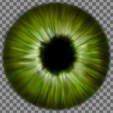 eye_iris_green