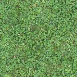 grass_clover_01