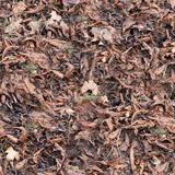 ground_leaves_01