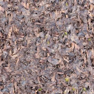 ground_leaves_04-color-m.jpg