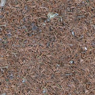 ground_needles_01-color-m.jpg