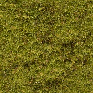 eisklotz_moss_01-color-m.jpg