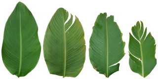 exotic_leaves-color-m.png