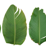 exotic_leaves