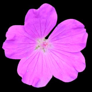 flower_pink_01-color-m.jpg