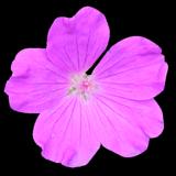 flower_pink_01