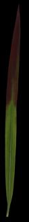 grass_blade_01-color-m.jpg