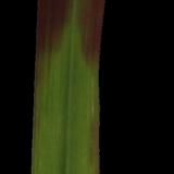 grass_blade_01