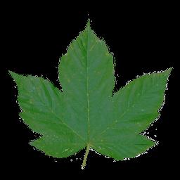 leaf_01-color-m.jpg