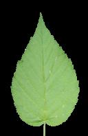 leaf_02-color-m.jpg