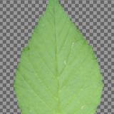 leaf_02