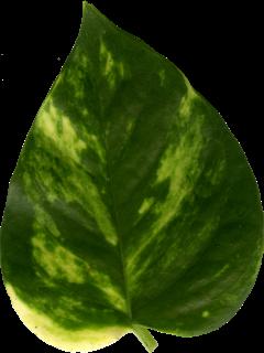 leaf_03-color-m.jpg