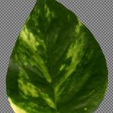 leaf_03