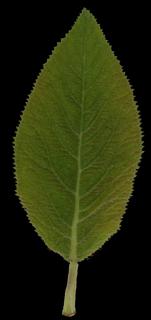 leaf_05-color-m.jpg