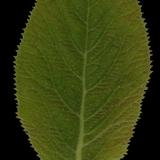 leaf_05