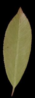 leaf_07-color-m.jpg