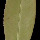 leaf_07