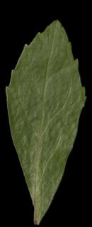 leaf_08-color-m.jpg