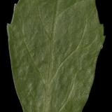 leaf_08