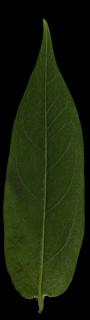 leaf_10-color-m.jpg