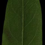 leaf_10