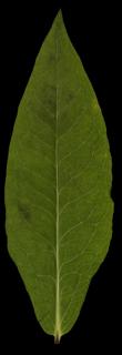 leaf_11-color-m.jpg