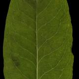 leaf_11