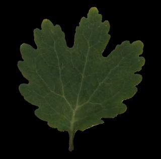 leaf_17-color-m.jpg