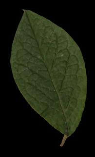 leaf_18-color-m.jpg