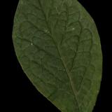 leaf_18