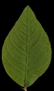 leaf_19-color-m.jpg