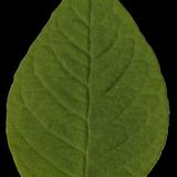 leaf_19