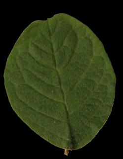 leaf_20-color-m.jpg