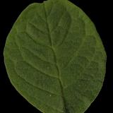 leaf_20