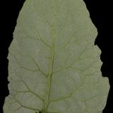 leaf_21