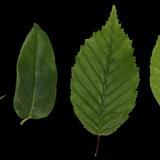 leaf_collection_02